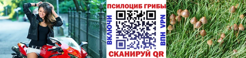 Псилоцибиновые грибы прущие грибы  Родники 